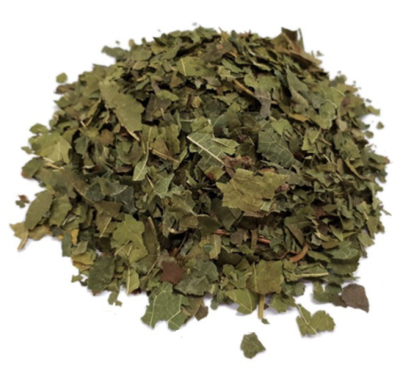 Mûrier Feuille Coupée