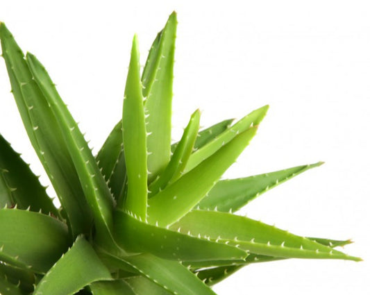 Gel Externe Aloe Vera 120ML