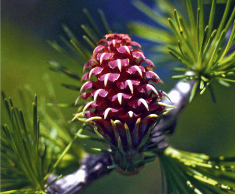 Fleurs de Bach Meleze 15 ml