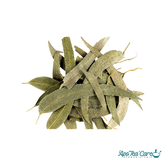 Eucalyptus Bio Feuille Entière - Respiration & Glycémie