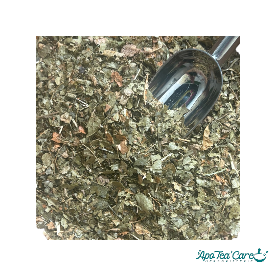 Hamamelis feuille coupée séchée en vrac – plante apaisante et astringente pour infusion – L'ApoTea'Care