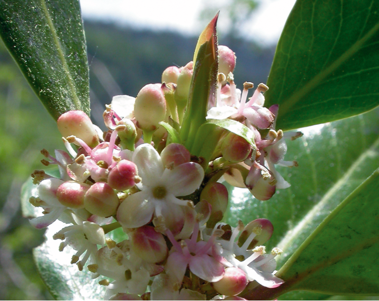 Fleurs de Bach Houx 15 ml