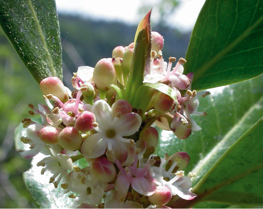 Fleurs de Bach Houx 15 ml