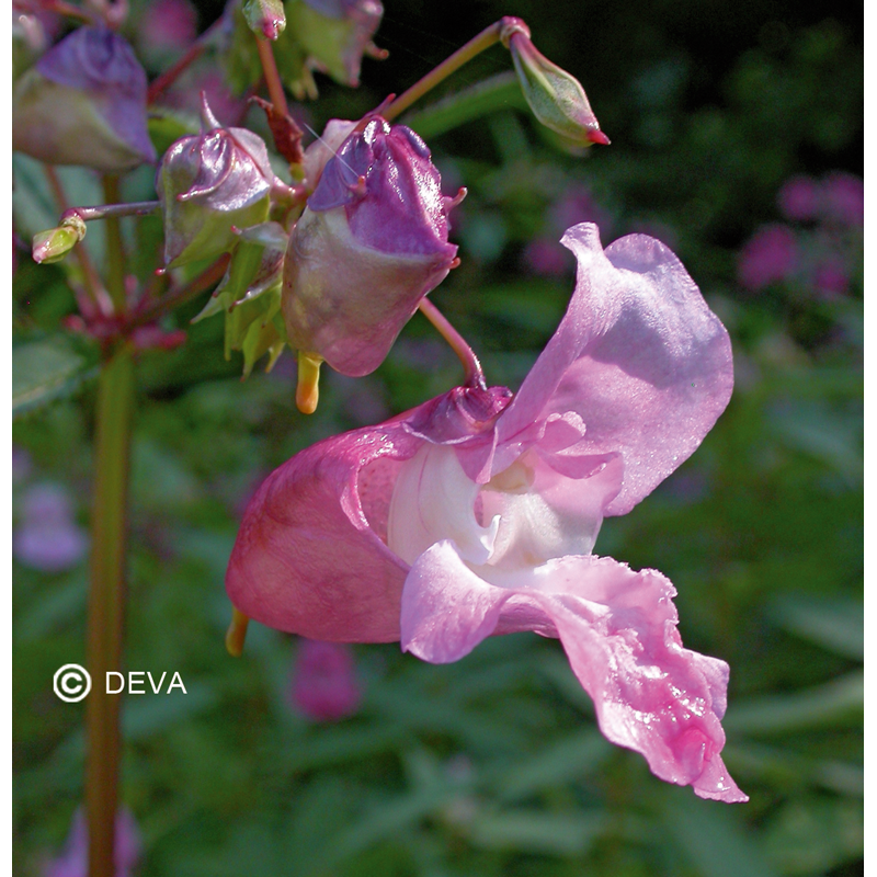 Fleurs de Bach Impatiente 15 ml spray