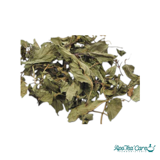 Menthe Poivrée Feuille Entière - Digestion & Fraîcheur Intense