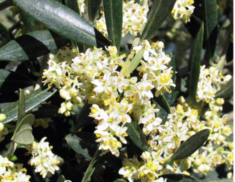 Fleurs de Bach Olivier 15 ml