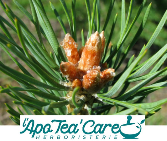 Pin Sylvestre Bourgeon