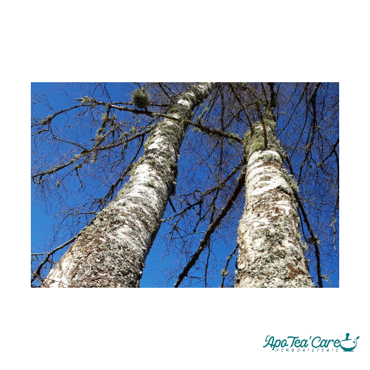 Sève de Bouleau Fraîche Bio 3L - Cure Détox Printemps | SICARAPPAM en précommande