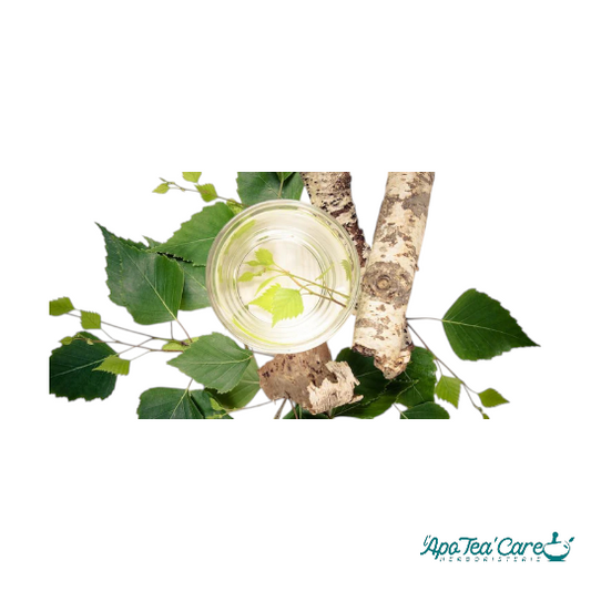 Sève de Bouleau Fraîche Bio 3L - Cure Détox Printemps | SICARAPPAM en précommande