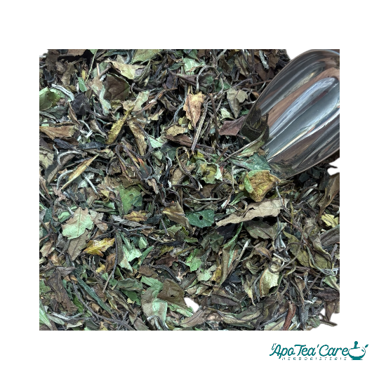 Thé blanc Bai Mu Dan Pivoine Blanche du Fujian – premium L'ApoTea'Care
