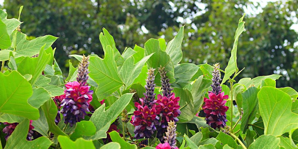 Kudzu : La Solution Naturelle pour Arrêter de Fumer