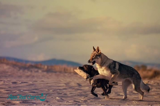 Aloe Vera pour les animaux : un soin naturel pour chien, chat et cheval