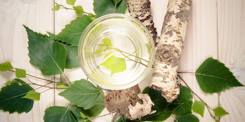 Sève de Bouleau BIO : L'Élixir de Printemps pour une Détox Naturelle