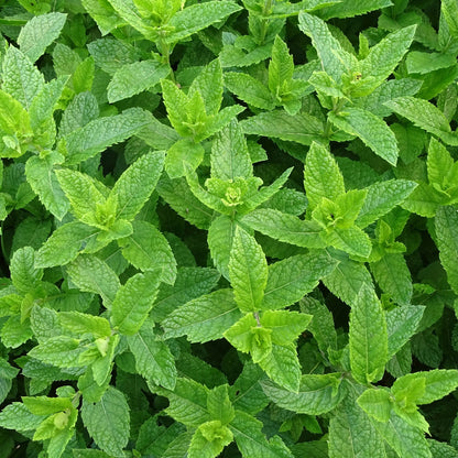 Huile Essentielle Menthe Poivrée Bio Floraluna