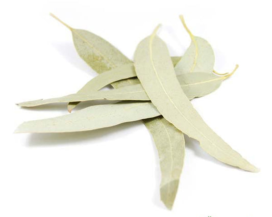 Eucalyptus Bio Feuille Entière