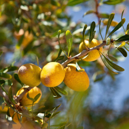 Huile Argan Bio