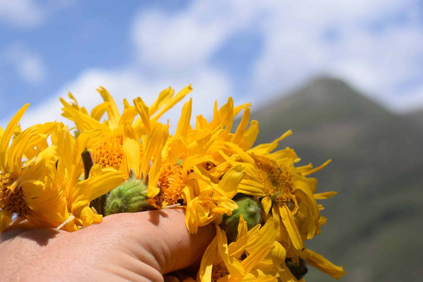 Huile de Soin Arnica Montana
