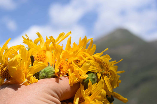 Huile de Soin Arnica Montana