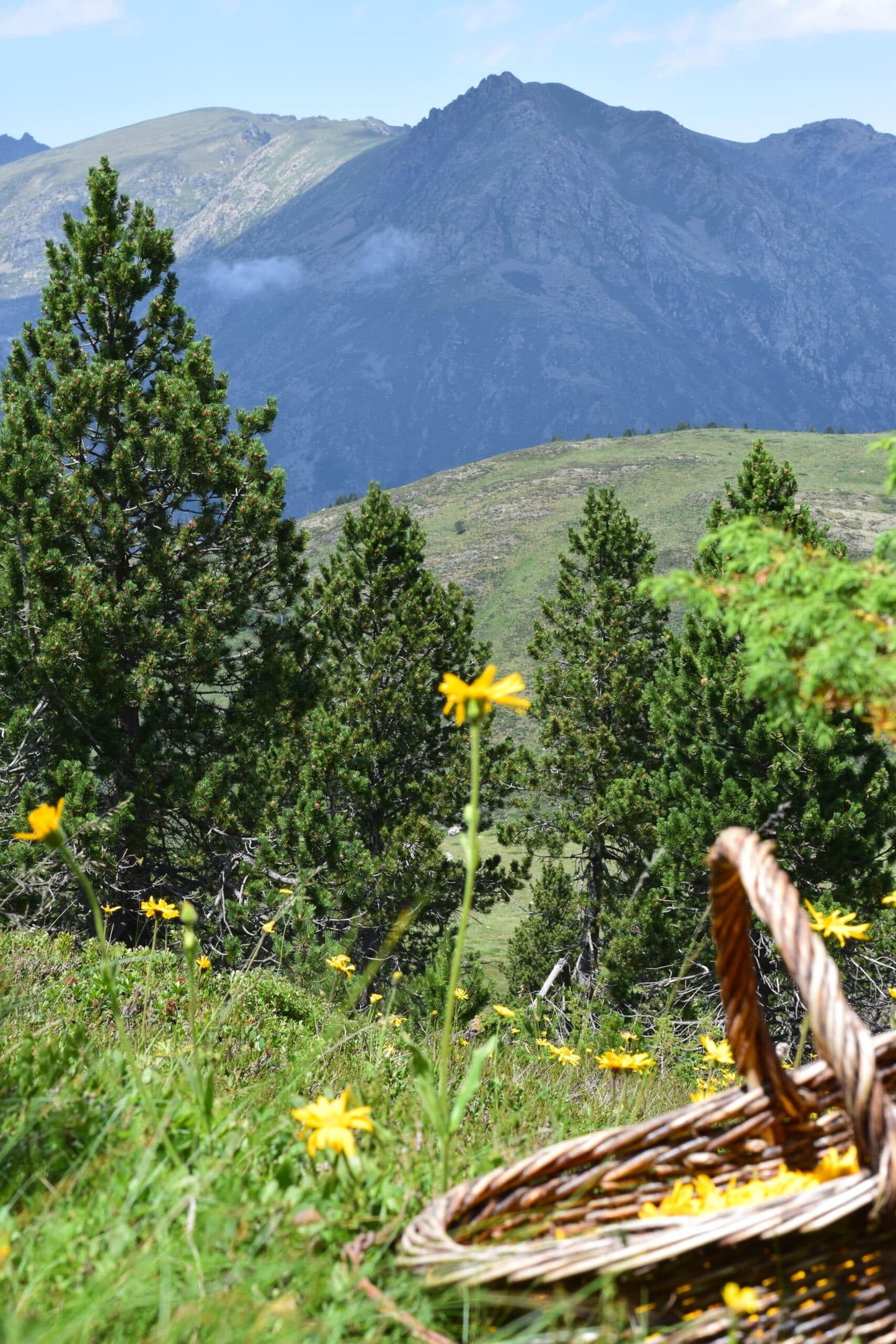 Huile de Soin Arnica Montana