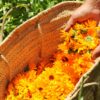 Huile de Soin Calendula