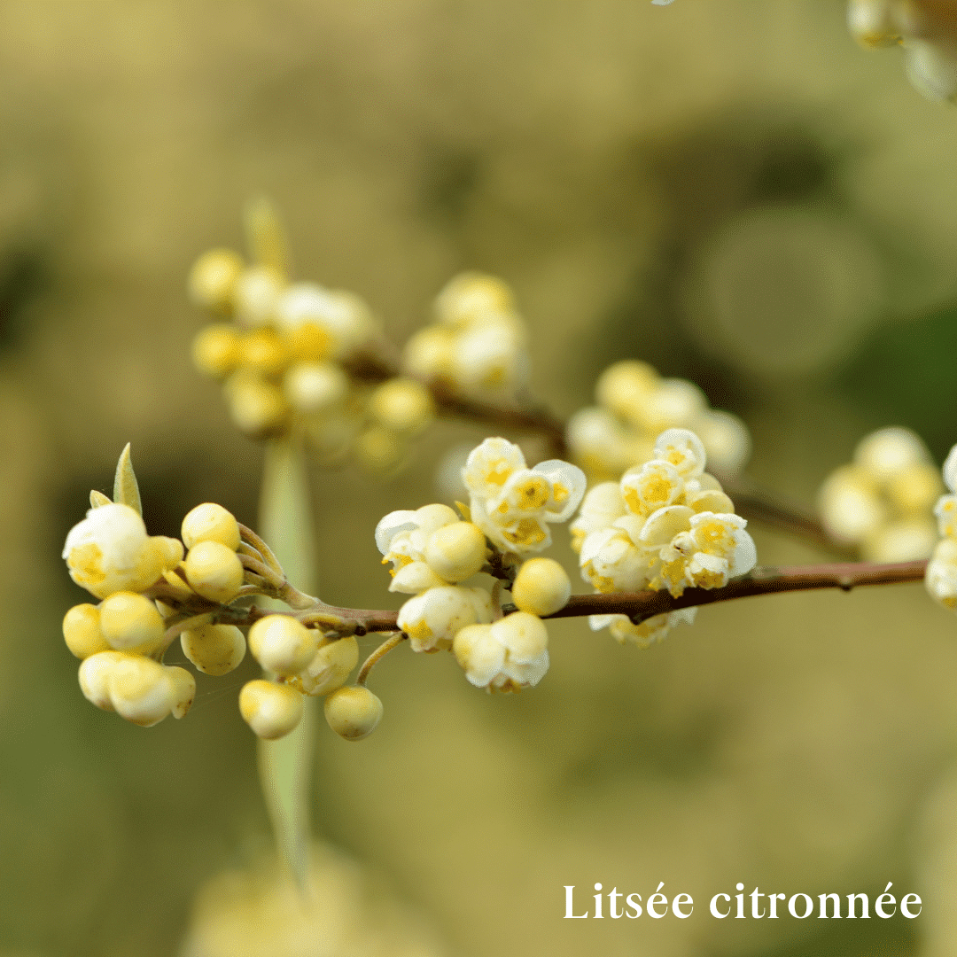 Huile Essentielle Litsée Citronnée 10ml