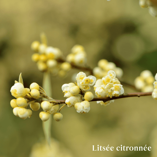 Huile Essentielle Litsée Citronnée