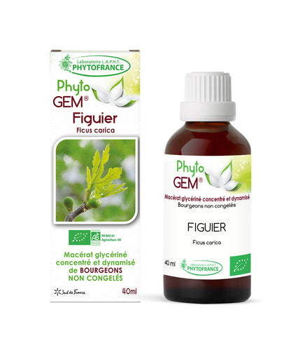 Macérat Phyto’gem Concentré de Bourgeons Figuier Bio 40ml PhytoFrance
