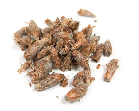 Pin Sylvestre Bourgeon