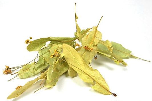 Tilleul Officinal Bio (Carpentras Bractée)