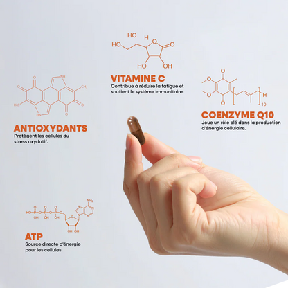 Coenzyme Q10 - CoQ10 - Hautement Dosée