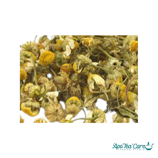 Camomille Matricaire Capitule Floral Extra