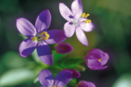 Fleurs de Bach Centaurée 15 ml