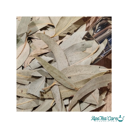 Eucalyptus Bio Feuille Entière - Respiration & Glycémie