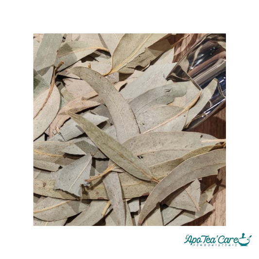 Eucalyptus Bio Feuille Entière - Respiration & Glycémie