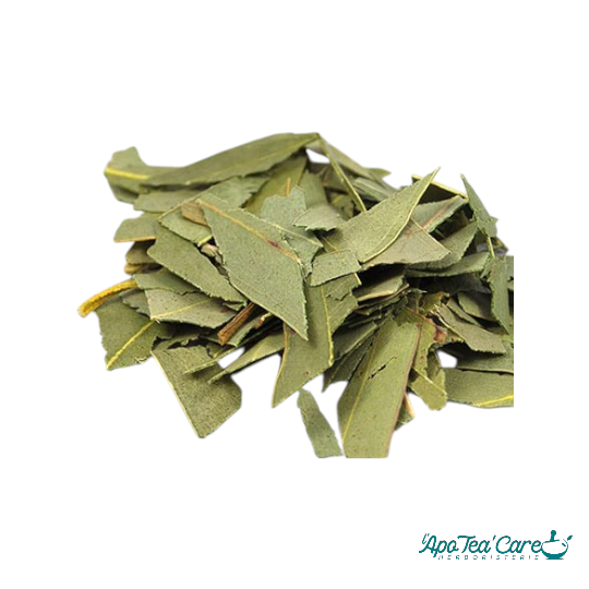 Eucalyptus Bio Feuille Coupée