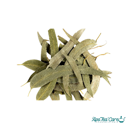 Eucalyptus Bio Feuille Entière - Respiration & Glycémie