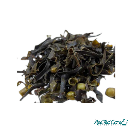 Fucus Varech Vesiculeux