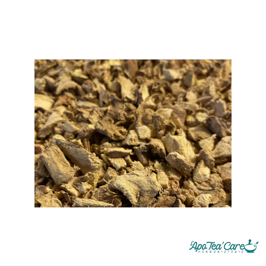 Galanga Racine Coupée