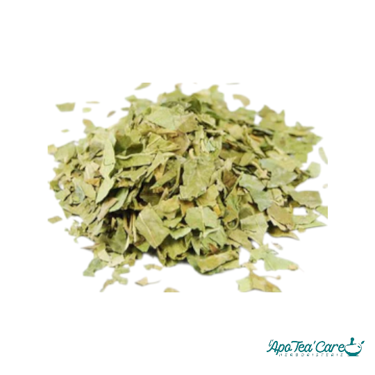 Gymnema Sylvestris Feuille Coupée