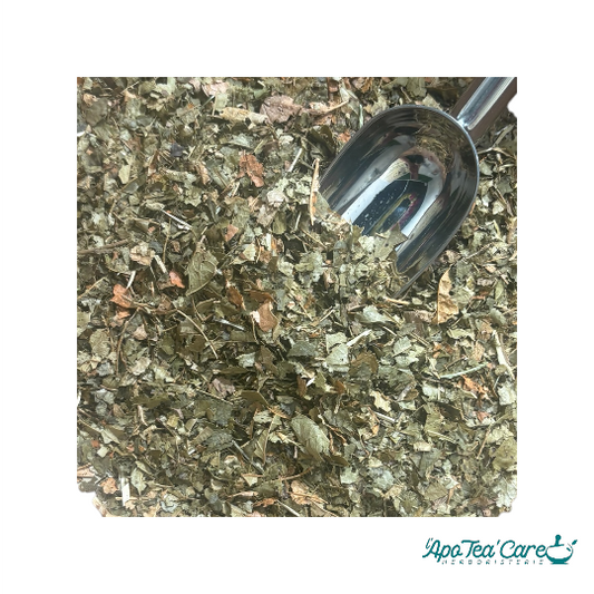 Hamamelis feuille coupée séchée en vrac – plante apaisante et astringente pour infusion – L'ApoTea'Care