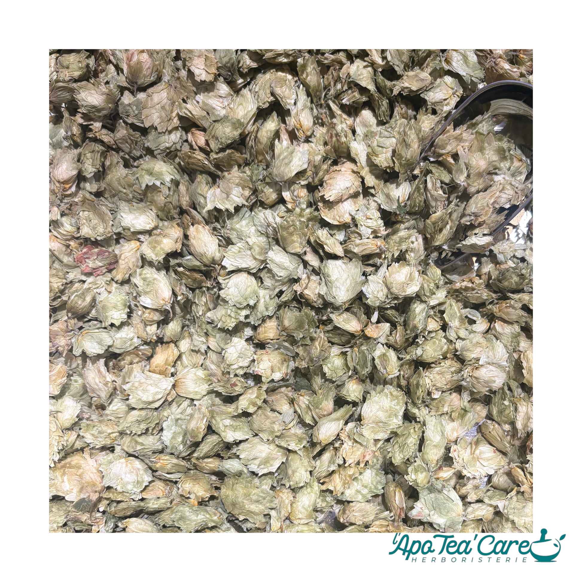 Houblon Cône Entier - Sommeil & Relaxation Naturelle L'ApoTea'Care