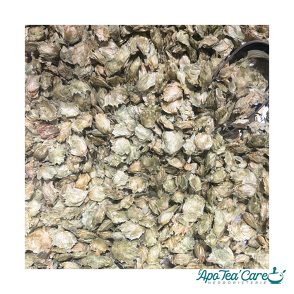 Houblon Cône Entier - Sommeil & Relaxation Naturelle L'ApoTea'Care