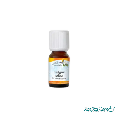 Huile Essentielle Eucalyptus Radié 10ml