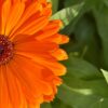 Huile de Soin Calendula