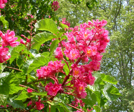 Fleurs de Bach Marronier Rouge 30ml