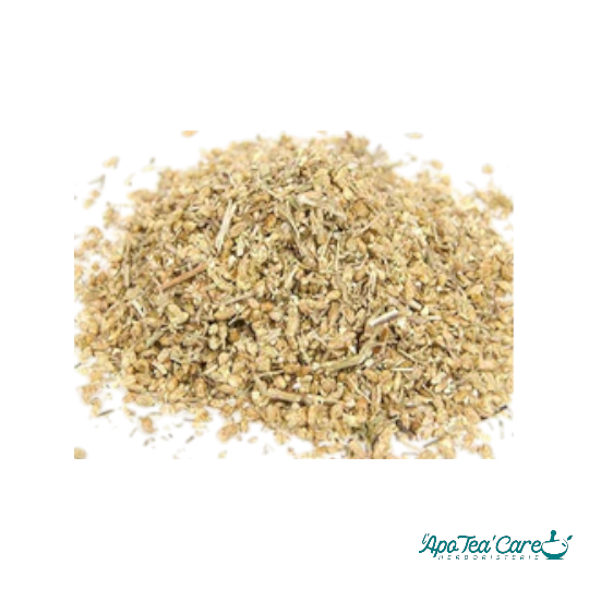 Millefeuille Sommité Fleurie Coupée