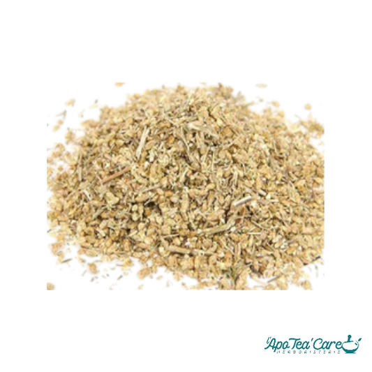 Millefeuille Sommité Fleurie Coupée