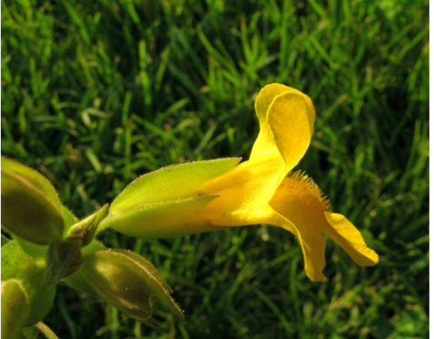 Fleurs de Bach Mimulus Jaune 15 ml