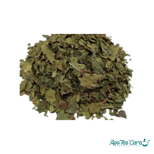 Mûrier Feuille Coupée