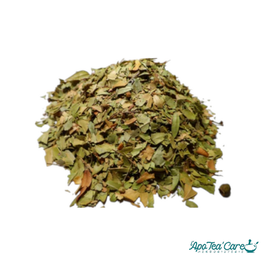 Myrte Feuille Coupée